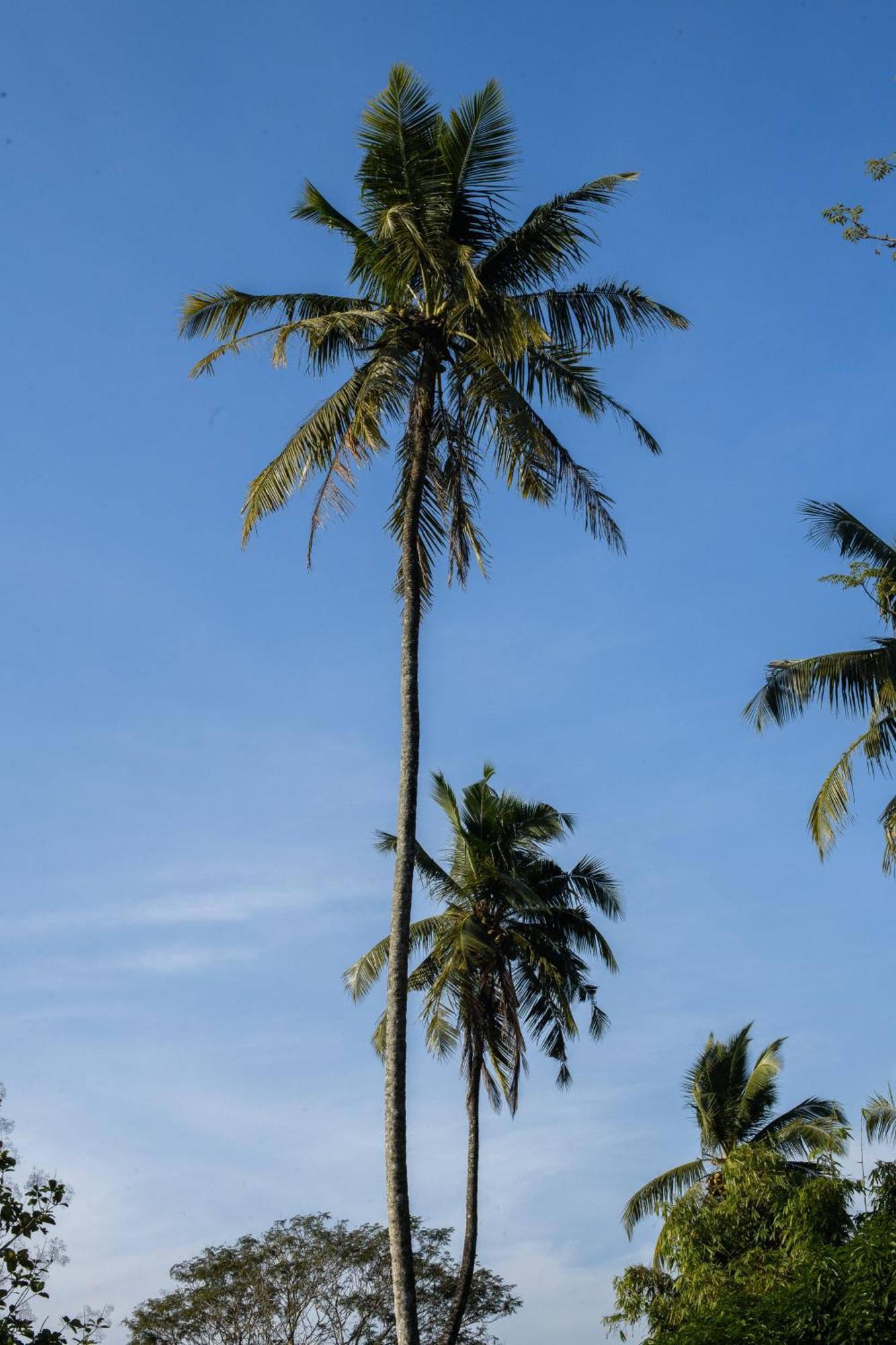 Roots Retreat Hotel Unawatuna Luaran gambar